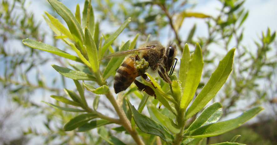 Própolis verde para cães: veja o que estudos mostram sobre alimentação animal, Artepillin C, flavonoides, padronização e limites das evidências.