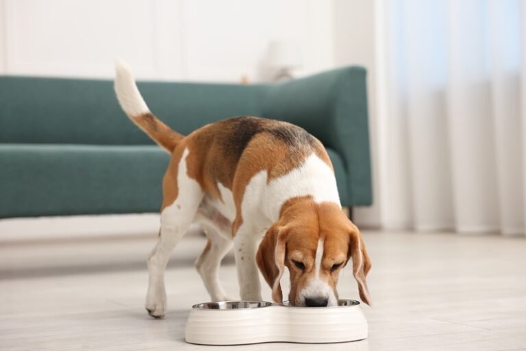 Consumidores querem entender o que está no alimento dos pets e impulsionam uma nova fase da indústria