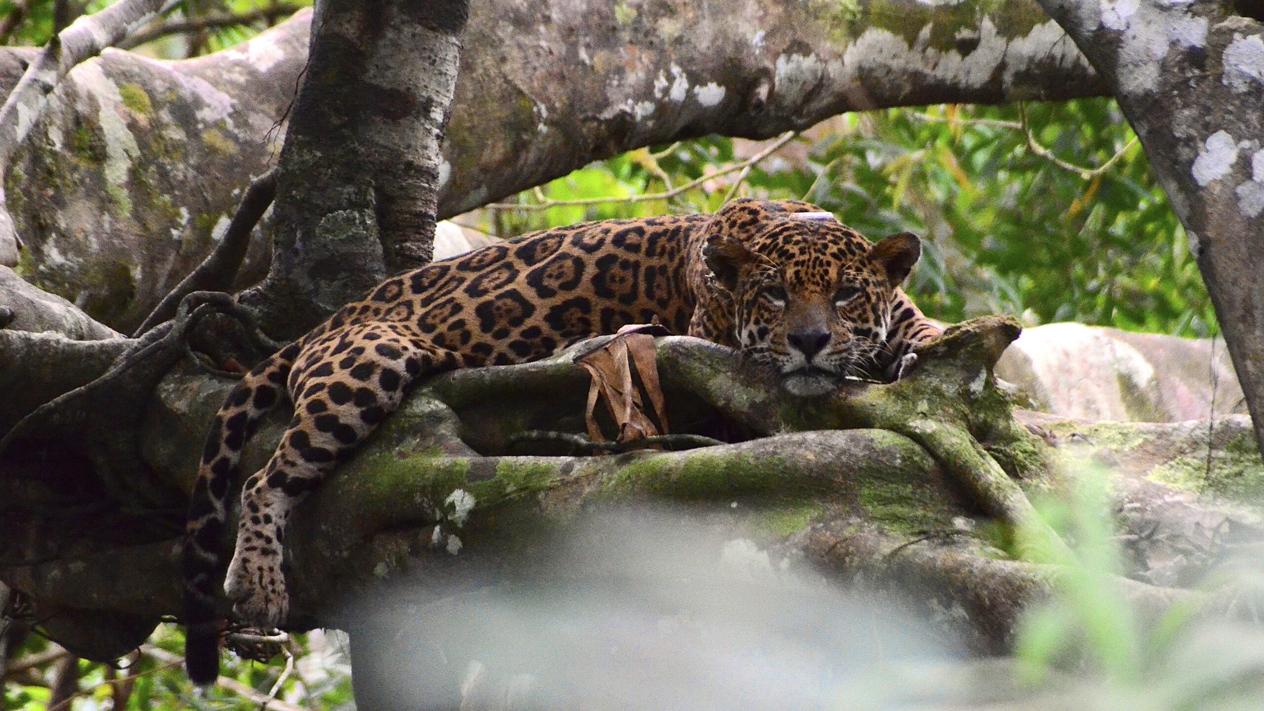 Alta densidade de onças nas florestas inundáveis da Amazônia pode mascarar mudanças críticas na população