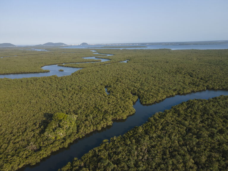 Programa de conservação destaca cinco avanços que fortalecem a conservação da Mata Atlântica e ecossistemas marinhos no litoral paranaense