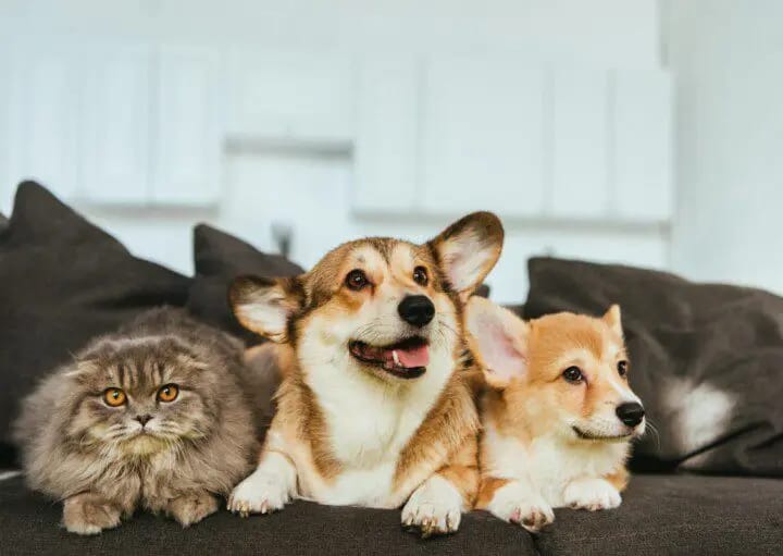 Vida vertical: os desafios e as soluções para manter o bem-estar de animais de companhia em apartamentos