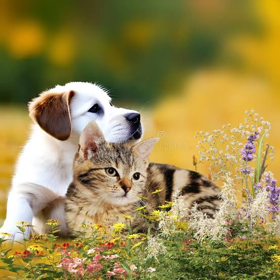 A longevidade dos cães e gatos redefine o cuidado com a saúde animal