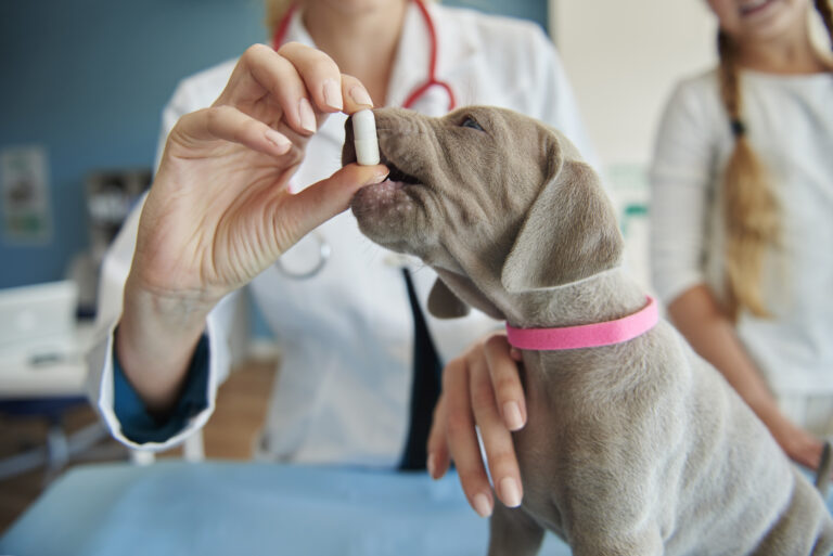 Zoonoses: o que é mito e o que é verdade sobre transmissão, riscos e prevenção