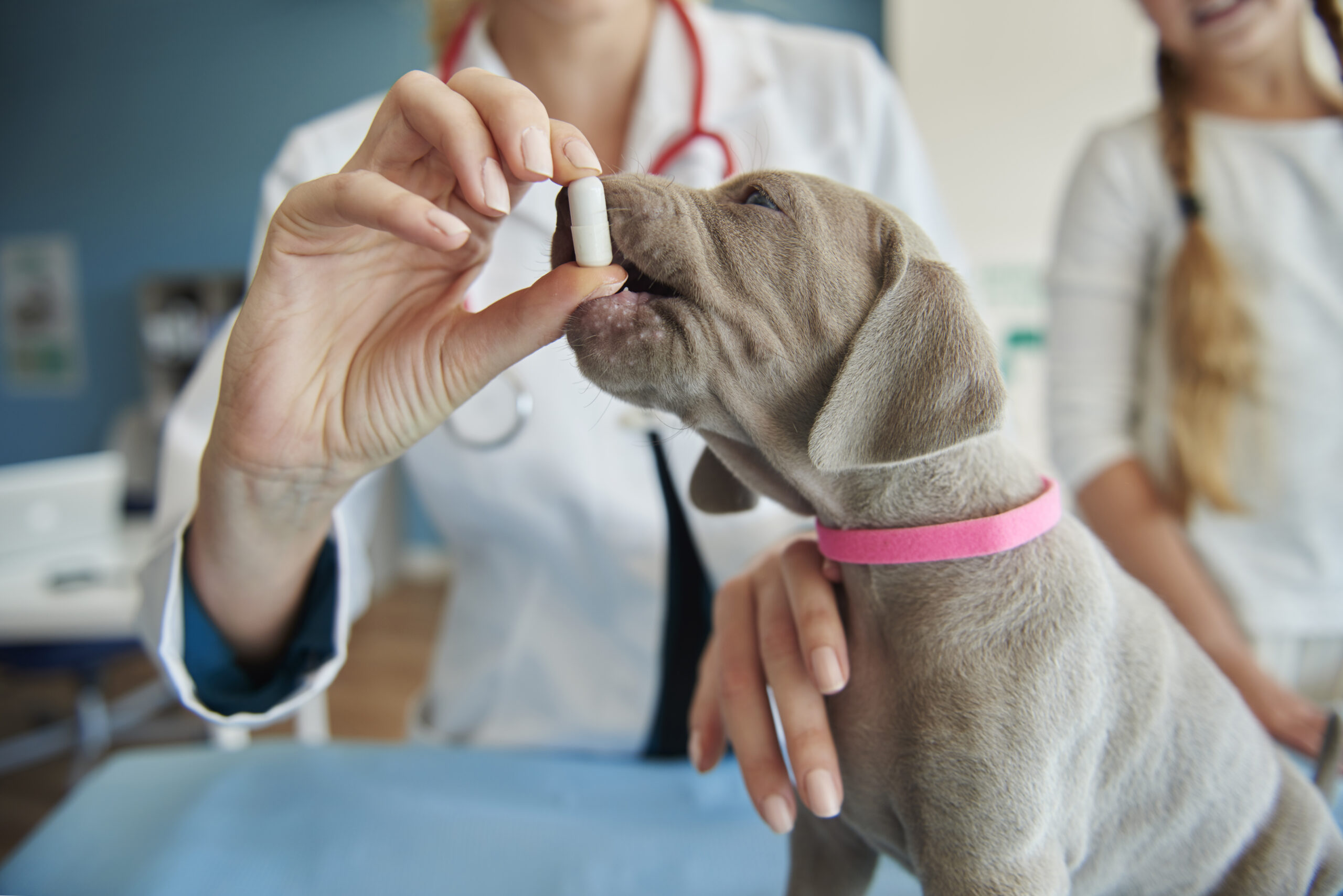 Zoonoses: o que é mito e o que é verdade sobre transmissão, riscos e prevenção
